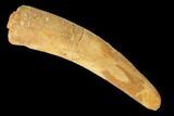 Fossil Pterosaur (Siroccopteryx) Tooth - Morocco #159119-1